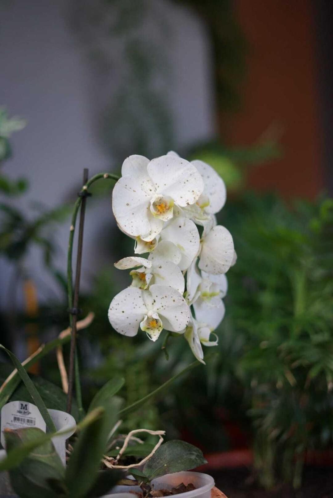 Gardens Guest House São Vicente エクステリア 写真
